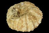 Fossil Echinoid (Polydiadema) - France #103654-1